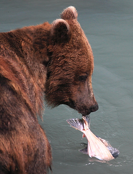 1 Brown bear catching salmon - ALASKA