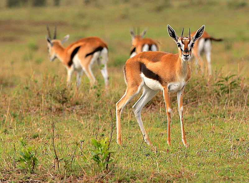  - MASAI MARA, KENYA  OCT 2014