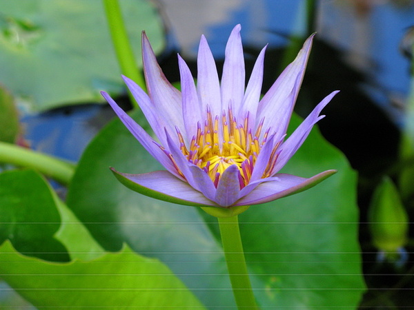 WATER LILY - NEW ZEALAND