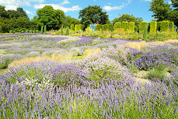 IMGL7960 - Version 2 - LAVENDER FARM  TERRINGTON  YORK