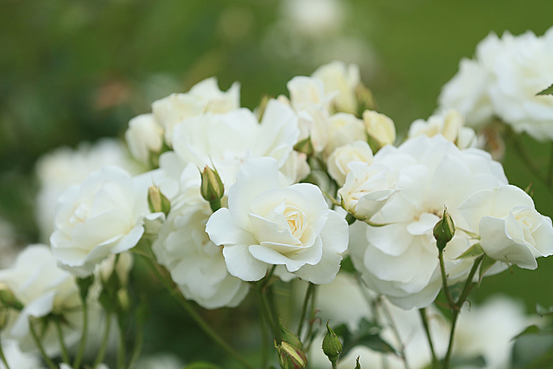 JUNE 2014 - FOUR SEASONS MUSEUM GARDENS