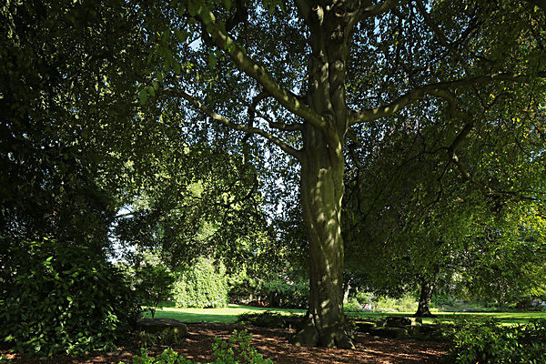IMGL7744 - MUSEUM GARDENS