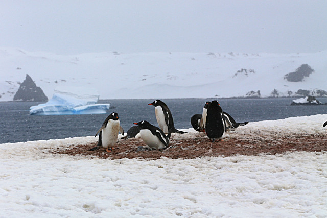  - ANTARCTICA NOV 2014