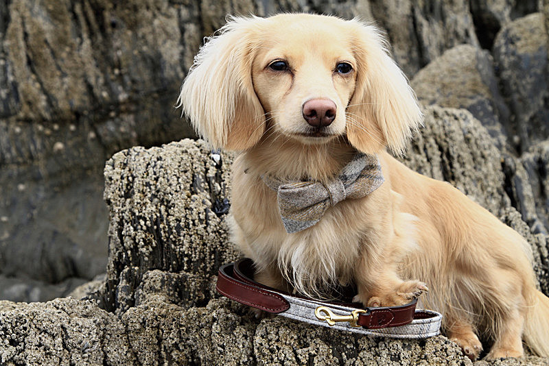 Bowtie, lead, collar. - CHRISTMAS SHOPPING AT TEDDY MAXIMUS - As seen in Dec 2015 'Vogue Magazine'