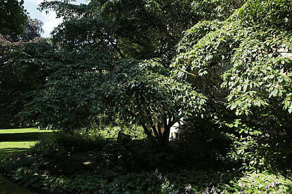 IMGL7881 - MUSEUM GARDENS