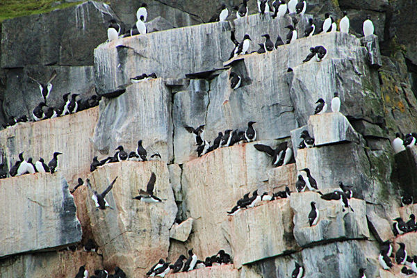 IMG_8000 - SVALBARD 2013