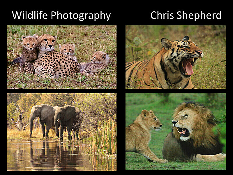 5C5449E6-A2F0-486D-BE46-99D6B89AEA03 - WILDLIFE