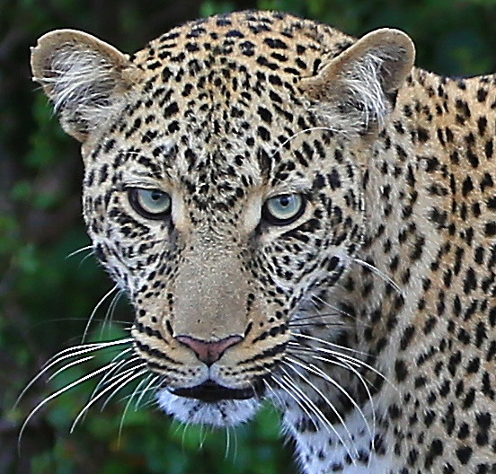 - MASAI MARA, KENYA  OCT 2014