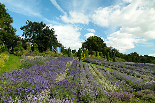 IMGL8017 - Version 2 - LAVENDER FARM  TERRINGTON  YORK