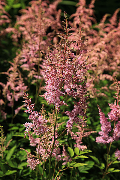 IMG_8144_2 - MUSEUM GARDENS
