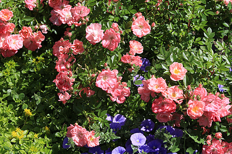 JUNE 2015-41 - FOUR SEASONS MUSEUM GARDENS