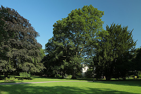 IMGL7739 - MUSEUM GARDENS