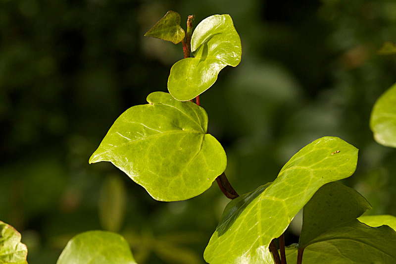 SEPTEMBER  2014  -3 - FOUR SEASONS MUSEUM GARDENS
