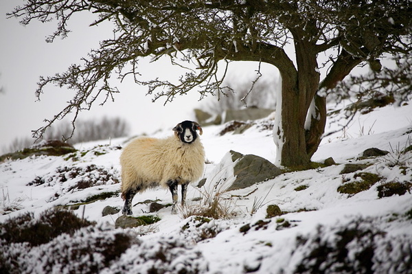 THE LONE SHEEP - WINTER, NORTH YORKSHIRE