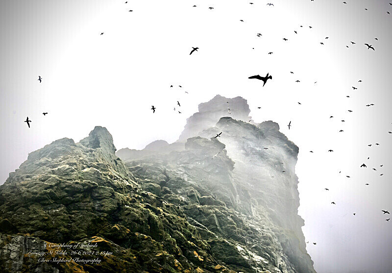 A Cacophony of Seabirds in the Mist. - BWPA Finalist 2026. British Wildlife Photographer of the Year Finalist 2026.