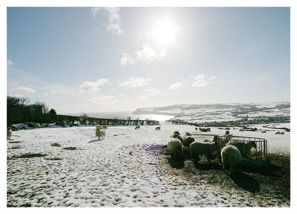 7 Sheep in the Snow, Robin Hood's Bay - WINTER