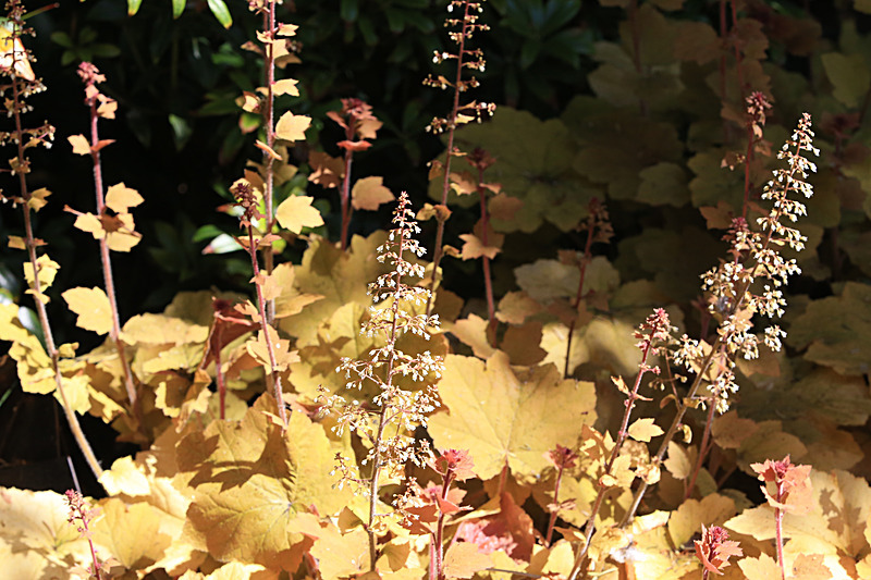 JUNE 2015-38 - FOUR SEASONS MUSEUM GARDENS