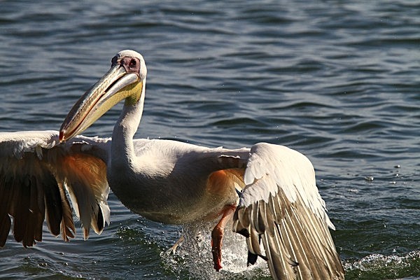 IMG_5091 - NAMIBIA 2012