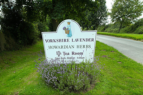 IMGL8033 - Version 2 - LAVENDER FARM  TERRINGTON  YORK