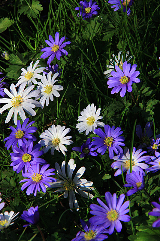 APRIL 2015  - FOUR SEASONS MUSEUM GARDENS
