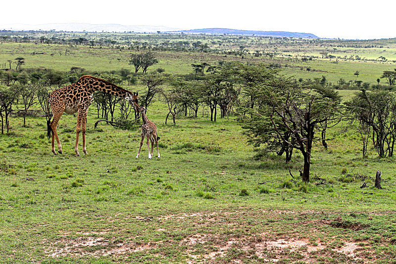  - MASAI MARA, KENYA  OCT 2014