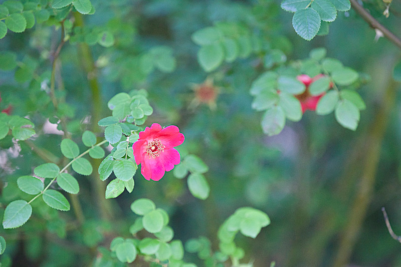 JUNE 2015 -10 - FOUR SEASONS MUSEUM GARDENS