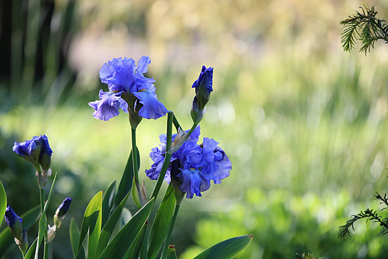 JUNE 2015-2 - FOUR SEASONS MUSEUM GARDENS