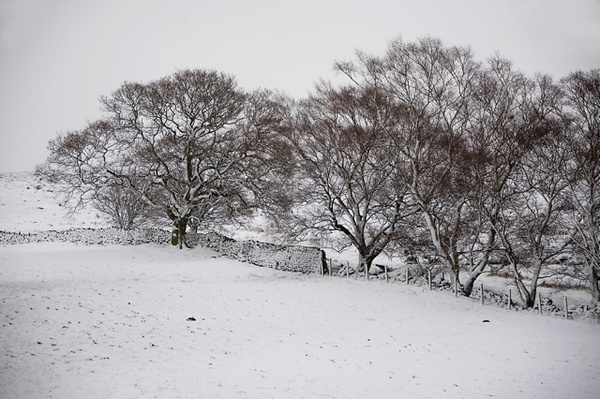 TREES - WINTER, NORTH YORKSHIRE
