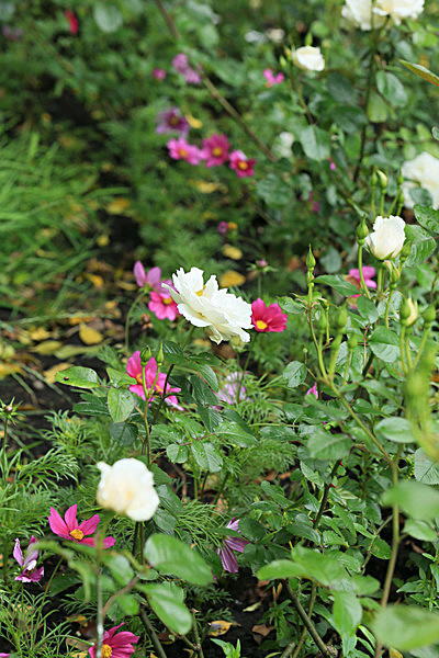 IMGL5493_2 - MUSEUM GARDENS