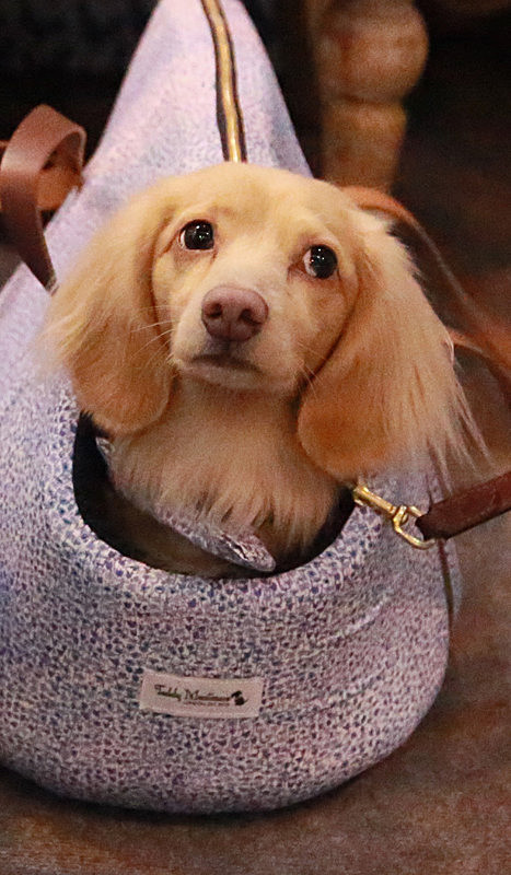 BV6R9229 - Version 2 - TEDDY MAXIMUS at Crufts March 2016. https://teddymaximus.com/
