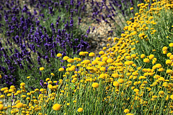 IMG_8779 - Version 2 - LAVENDER FARM  TERRINGTON  YORK