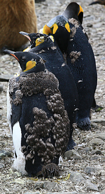  - ANTARCTICA NOV 2014