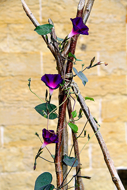 IMG_7261_2 - MALTON IN BLOOM 2017
