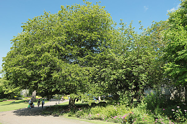IMGL7808 - MUSEUM GARDENS