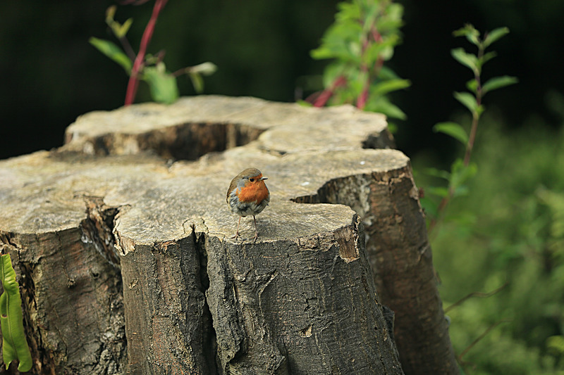 JUNE 2014  -17 - FOUR SEASONS MUSEUM GARDENS