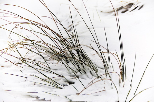 GRASSES - WINTER, NORTH YORKSHIRE