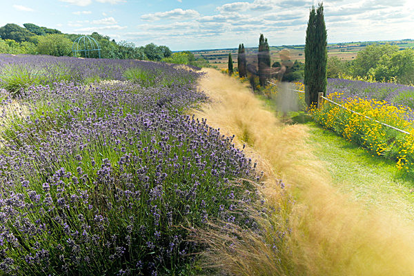 IMGL7957 - Version 2 - LAVENDER FARM  TERRINGTON  YORK
