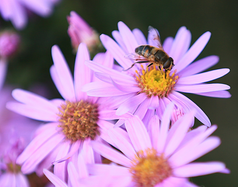 SEPTEMBER  2014     - FOUR SEASONS MUSEUM GARDENS