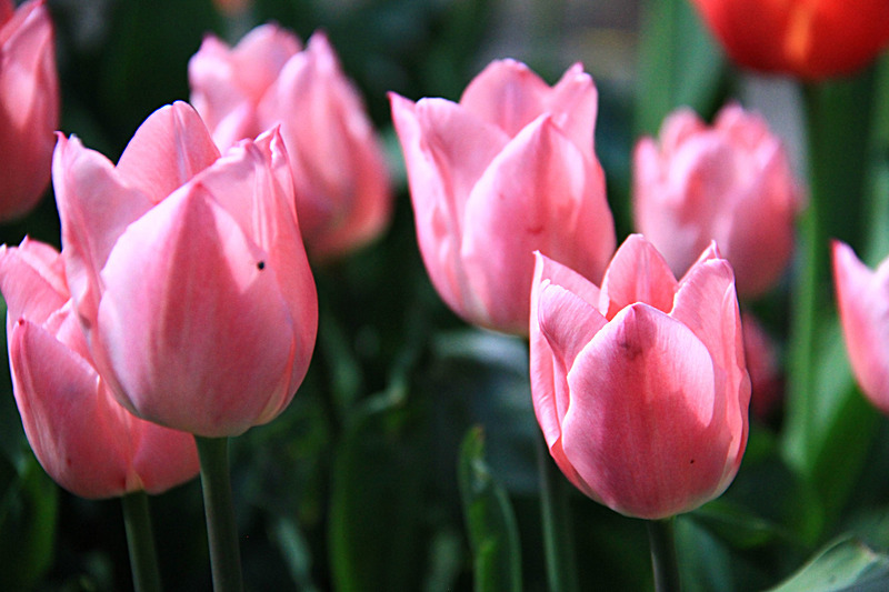 APRIL 2015-10 - FOUR SEASONS MUSEUM GARDENS