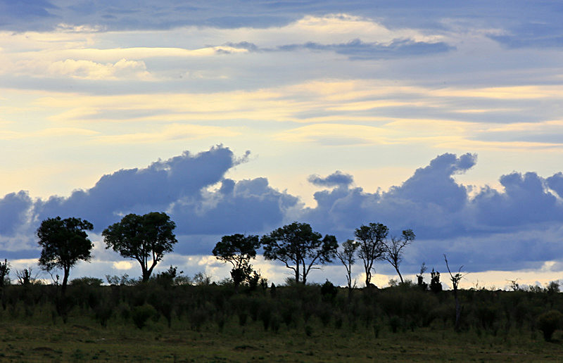 - MASAI MARA, KENYA  OCT 2014
