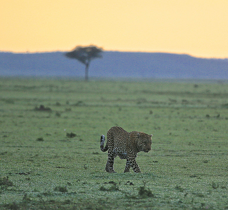  - MASAI MARA, KENYA  OCT 2014
