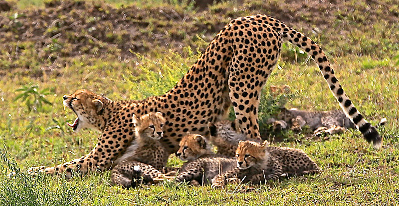  - MASAI MARA, KENYA  OCT 2014
