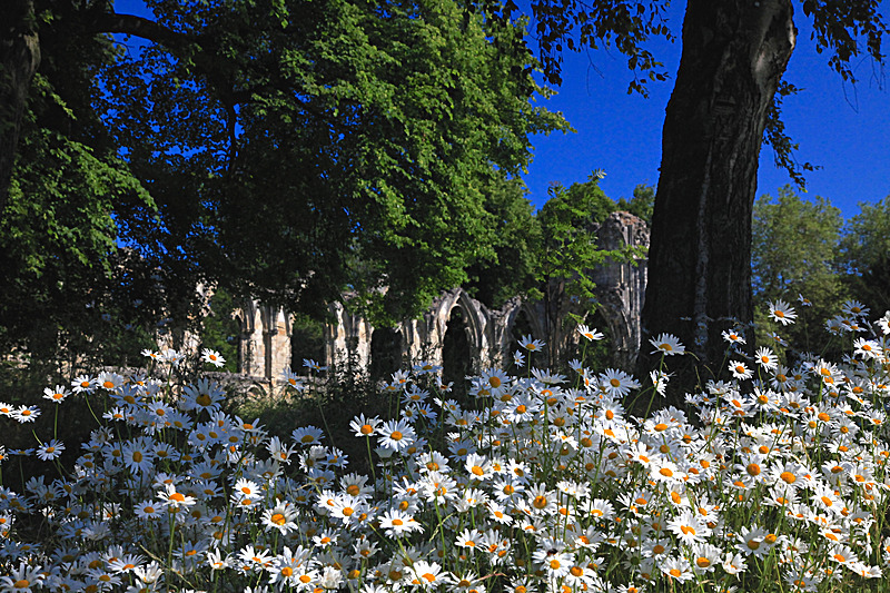 JUNE 2015-23 - FOUR SEASONS MUSEUM GARDENS