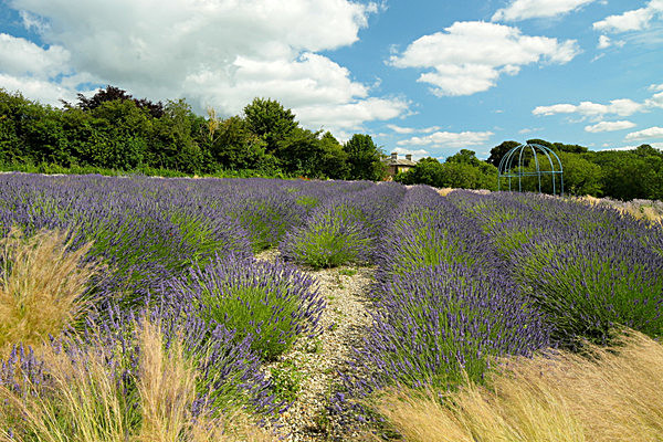 IMGL7966 - Version 2 - LAVENDER FARM  TERRINGTON  YORK