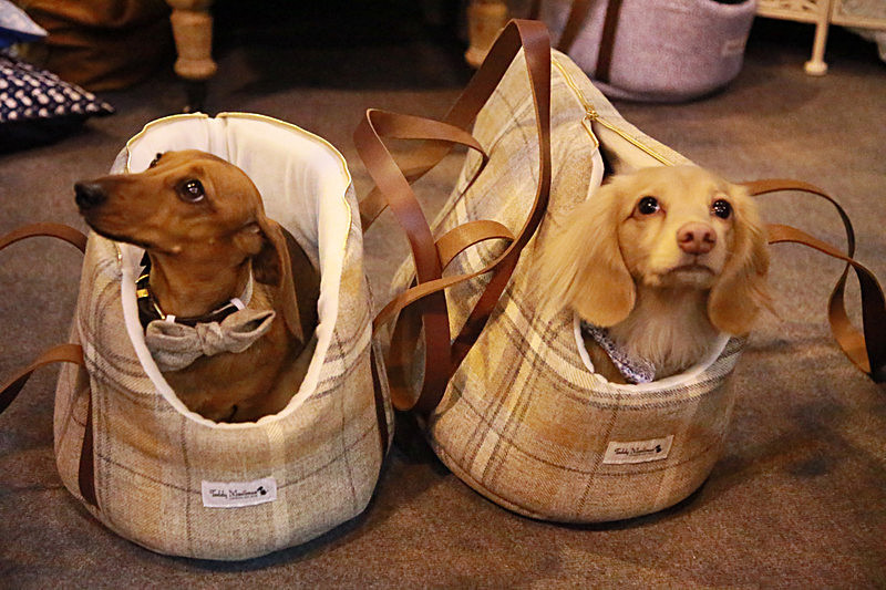 BV6R9583 - TEDDY MAXIMUS at Crufts March 2016. https://teddymaximus.com/