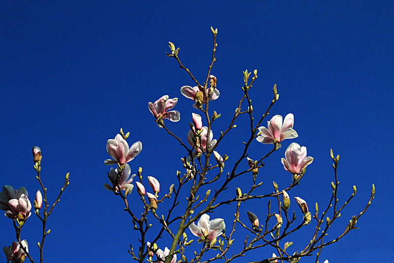 APRIL 2015 - FOUR SEASONS MUSEUM GARDENS