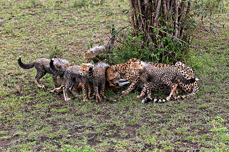  - MASAI MARA, KENYA  OCT 2014