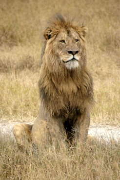 2  Lion - ANIMALS