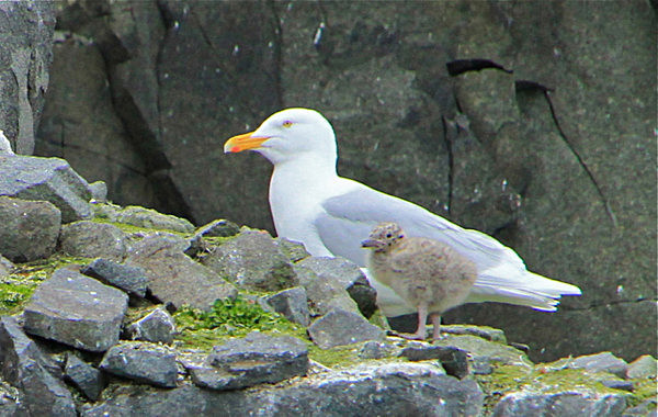 IMG_8130_2 - SVALBARD 2013