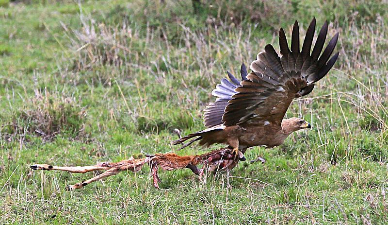  - MASAI MARA, KENYA  OCT 2014